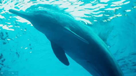 what are dolphins best china china